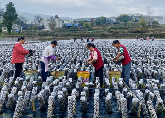 （供稿）贵州思南：冬季木耳采摘忙 群众增收有保障_fororder_村民正在基地采摘