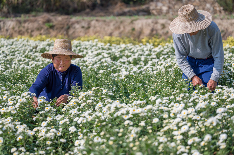 【原创】信阳新县：白菊花开遍地“金”_fororder_村民采摘田白菊  蒋仑 摄