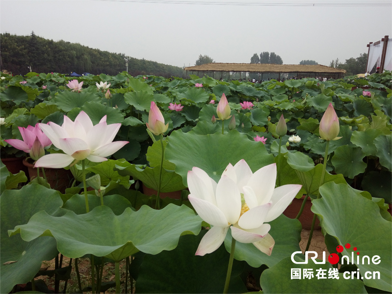 万亩荷花争斗艳 赏花胜地在身边