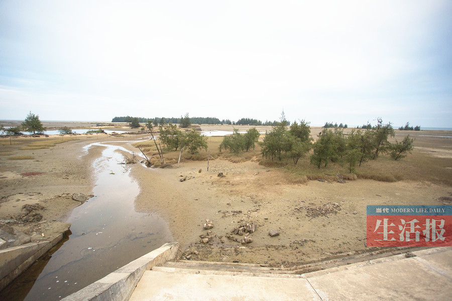 【八桂大地、八桂大地-防城港】【旅游文体-图文】担心上万越冬候鸟“无岛可归” 爱鸟人士纷纷献策