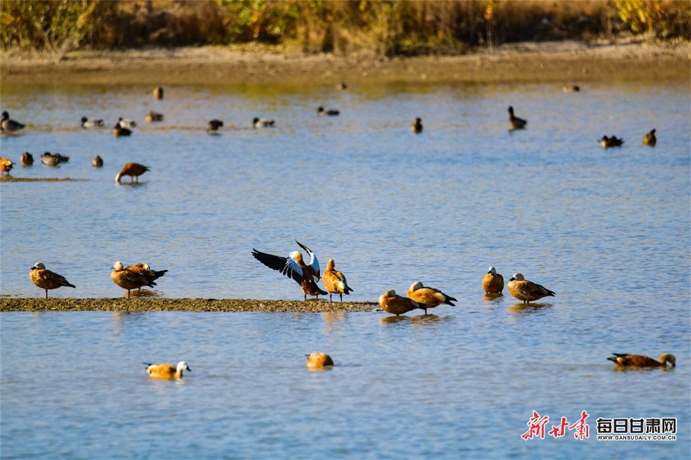 【轮播】敦煌党河湿地候鸟翔集风景美