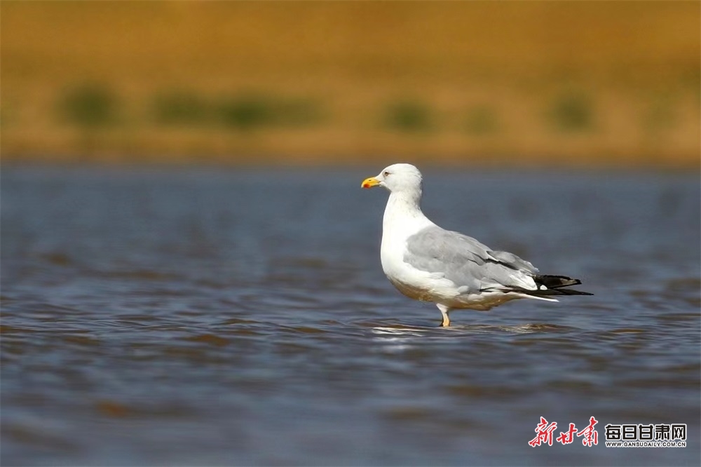 【张掖】稀罕！张掖黑河湿地发现三趾滨鹬和银鸥