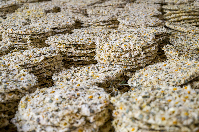 【原创】信阳新县：白菊花开遍地“金”_fororder_晾晒的菊花饼 蒋仑 摄