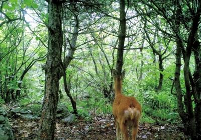 【河南在线列表】太行山中野生金钱豹频繁“出镜” 野生动物种群数量增加