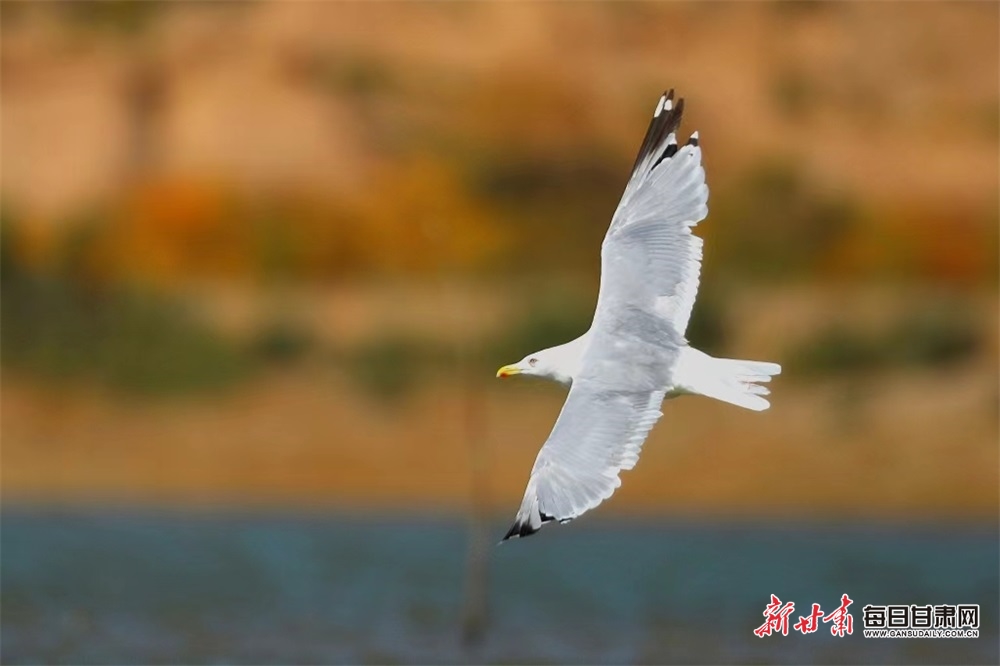 【张掖】稀罕！张掖黑河湿地发现三趾滨鹬和银鸥