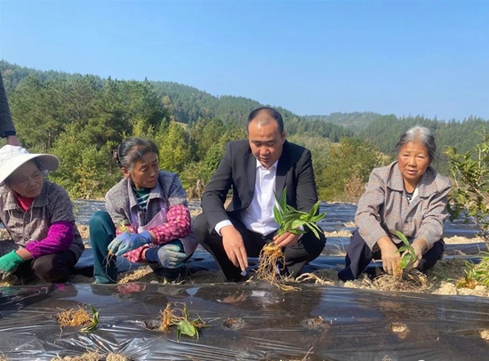 （供稿）贵州思南：发展林下种植 实现生态效益和经济效益共赢_fororder_农技专家正在指导村民种植（思南县融媒中心供图）