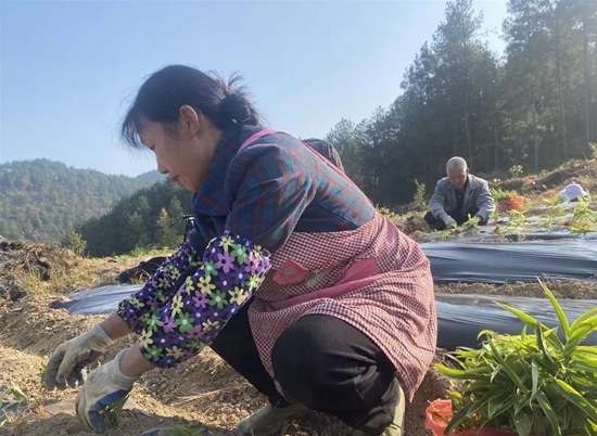 （供稿）贵州思南：发展林下种植 实现生态效益和经济效益共赢_fororder_村民正在种植（思南县融媒中心供图）