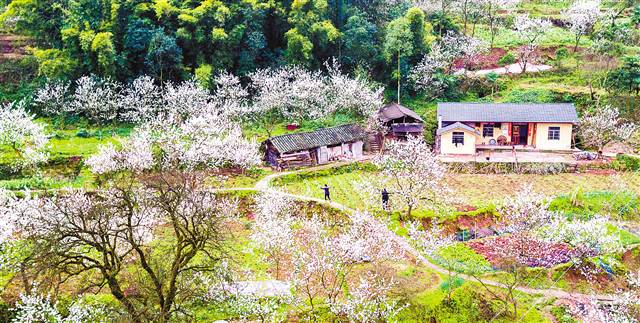 【行游巴渝 图文】春来樱花开 乡村风景美