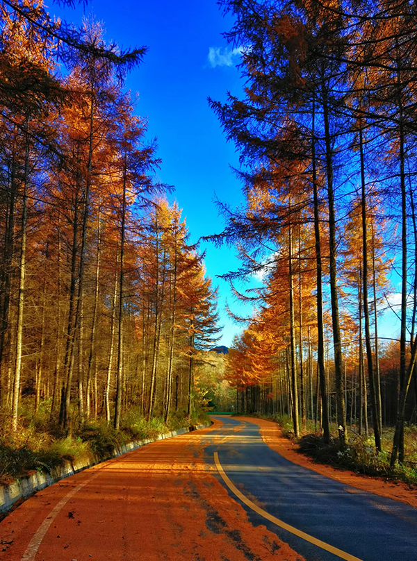 Red Leaves in a Fairyland at Sichuan Guangwu Mountain_fororder_图片 4