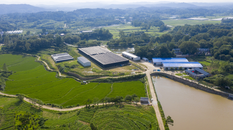 【原创】信阳新县吴陈河镇章墩村获评“2022年中国美丽休闲乡村”_fororder_章墩村田竹生态农业示范园区（吴陈河镇人民政府供图）