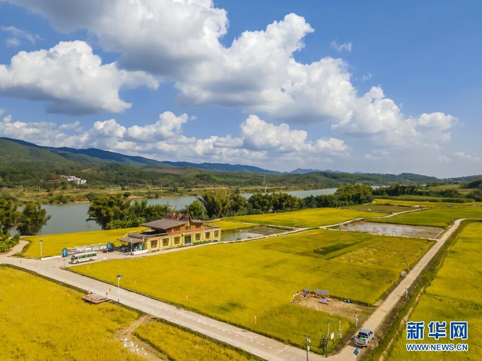 广西南宁：“碎地”变良田 稻田成乐园