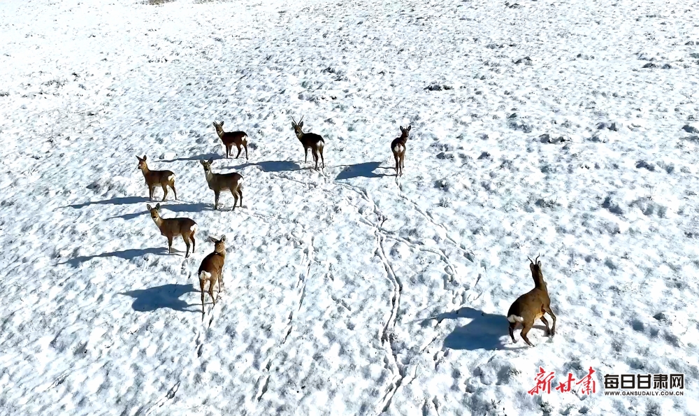 【生态】张掖：祁连山国家公园民乐县境内狍子雪地狂欢_fororder_3