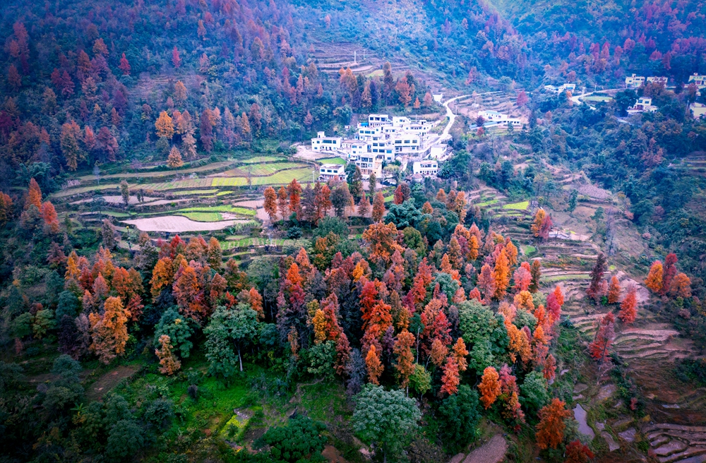 贵州盘州：万亩枫叶“染”红格所河大峡谷_fororder_保基格所河大峡谷枫林 肖本归 摄影 DJI_0320