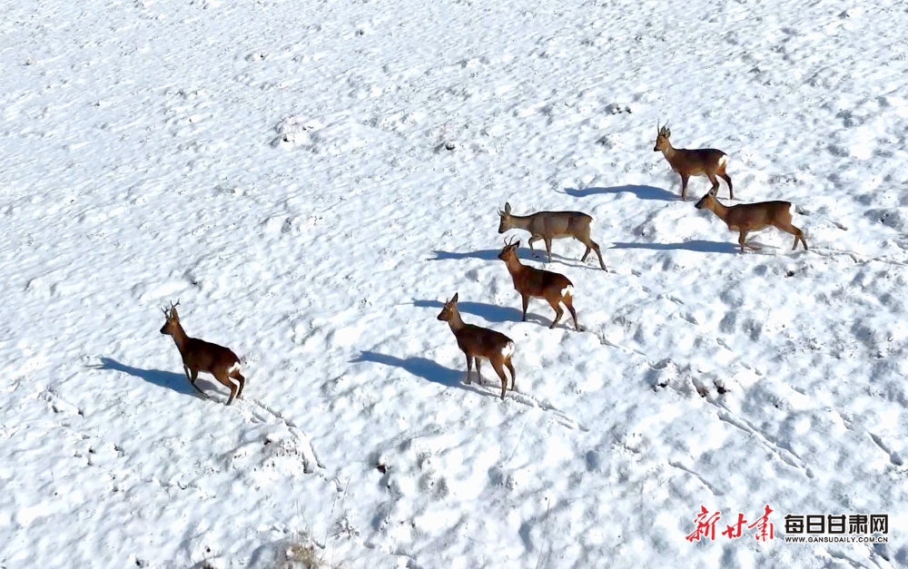 【生态】张掖：祁连山国家公园民乐县境内狍子雪地狂欢_fororder_2