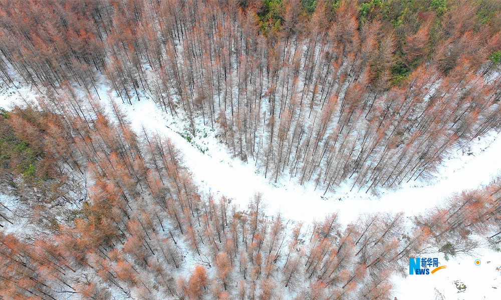 【渝情渝景】重庆猫儿背 冬季枯木遇上初春白雪