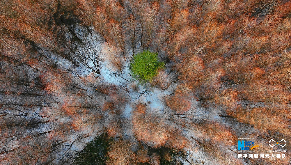 【渝情渝景】重庆猫儿背 冬季枯木遇上初春白雪