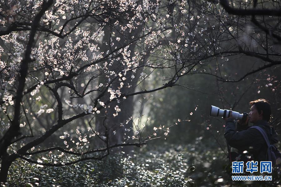 江苏南京：梅花绽放引客来