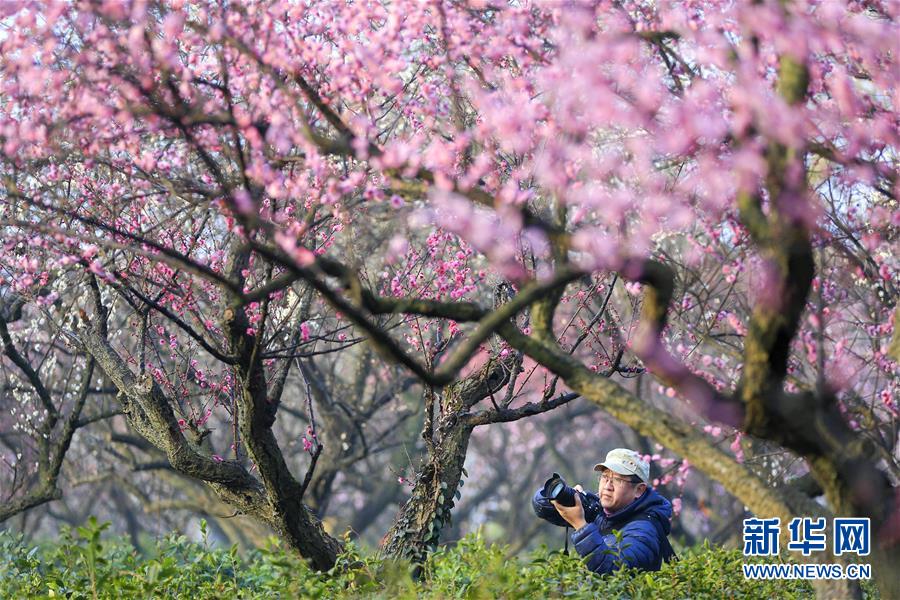 江苏南京：梅花绽放引客来