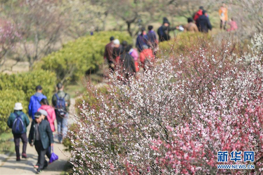 江苏南京：梅花绽放引客来