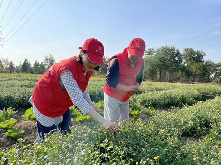 浙江桐乡：晒红烟+杭白菊走出增收致富新路径_fororder_微信截图_20221121154942