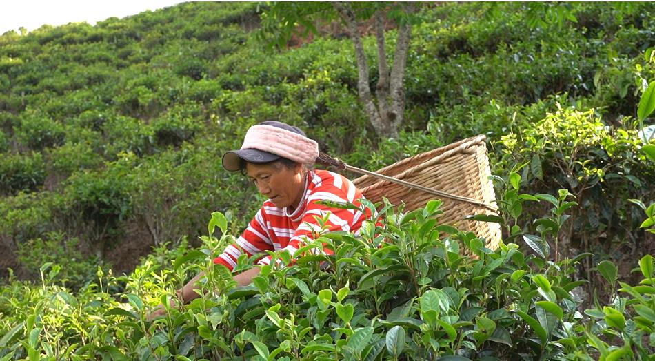 大理南涧：维和药业​​​助推无量山乡村振兴_fororder_3