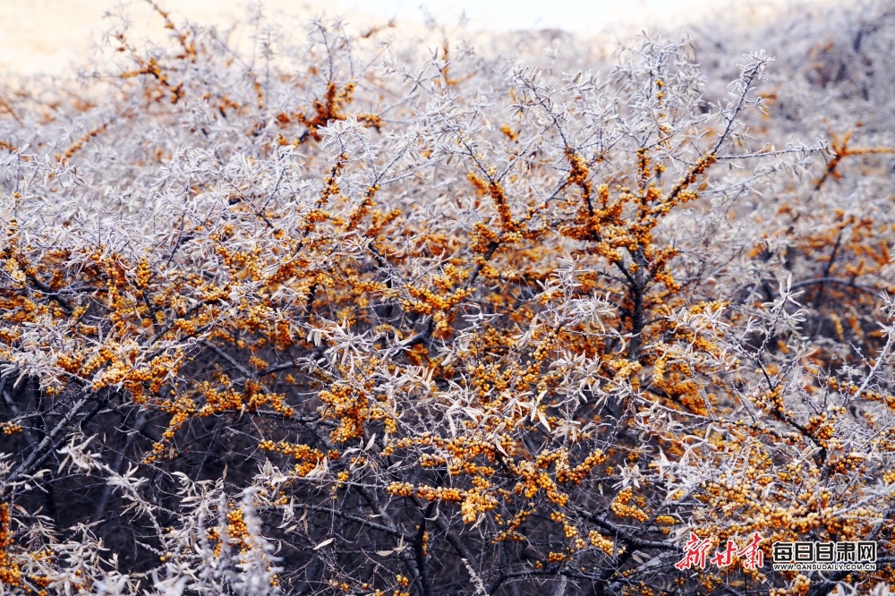 【轮播图】陇南宕昌贾河乡：雪落沙棘林 景色别样美_fororder_4