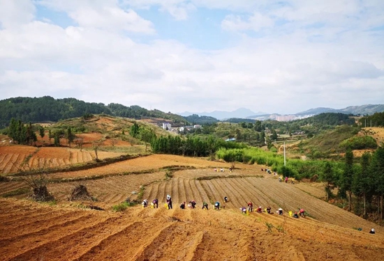 贵州都匀：有序推进秋冬种 推动产量效益双提升_fororder_匀东镇农民正在种植太子参  王振疆 摄