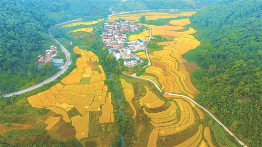 广西百色：果熟稻香 一派丰景