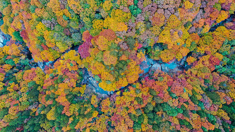 Une féerie de feuilles rouges se trouve dans le mont Guangwu de la province du Sichuan_fororder_图片3