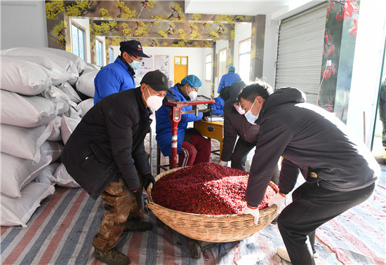 南阳市西峡县：山茱萸增收 药农笑开颜_fororder_山茱萸收购现场 摄影 陈飞