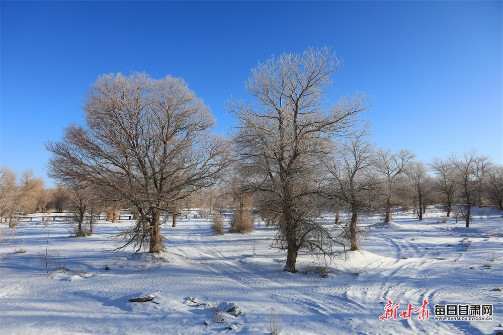 【轮播图】邂逅金塔胡杨林雪景_fororder_5