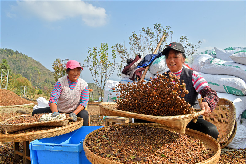 信阳新县：一片油茶林 带富一方人_fororder_挑选品质好的油茶果（焦汉平 摄）.JPG