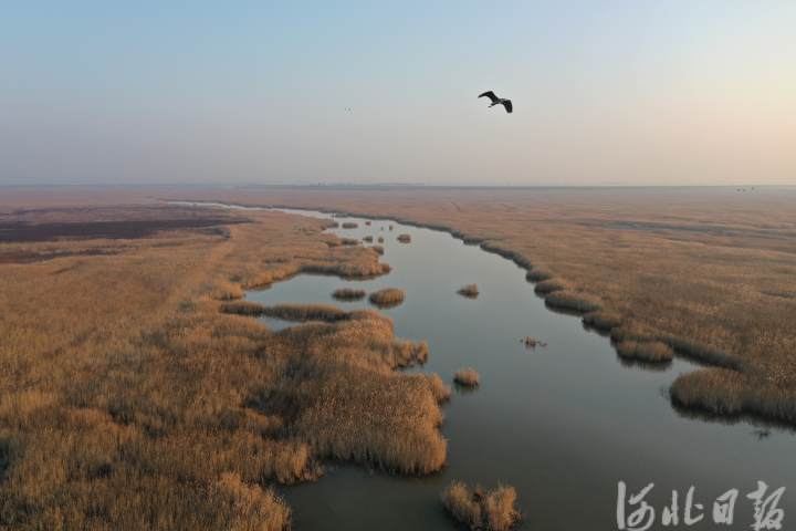 【中首图】河北：候鸟翩跹戏湿地