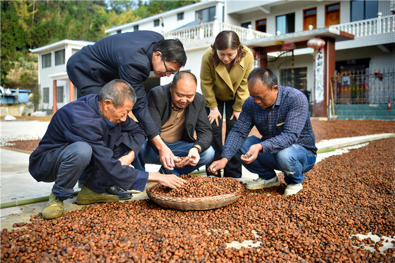 信阳新县：一片油茶林 带富一方人_fororder_油茶果喜获丰收（焦汉平 摄）.JPG