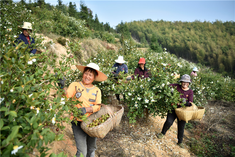 信阳新县：一片油茶林 带富一方人_fororder_采摘油茶果（焦汉平 摄）.JPG