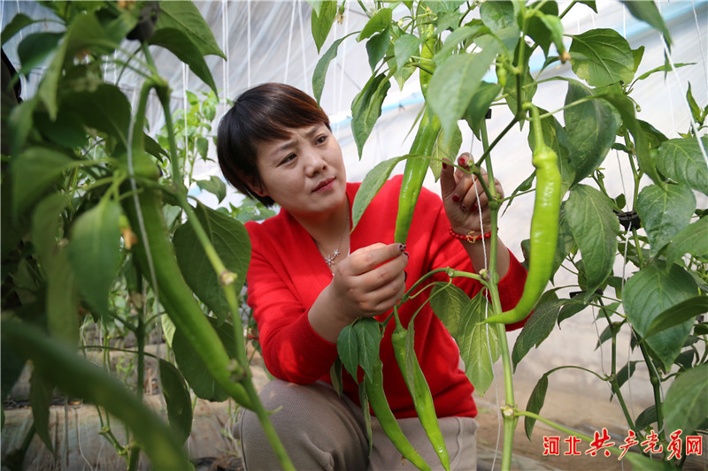 河北迁安：做好低温棚管 保障菜篮子安全