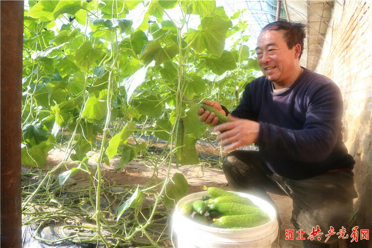 河北迁安：做好低温棚管 保障菜篮子安全