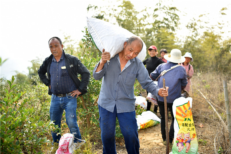 信阳新县：一片油茶林 带富一方人_fororder_扛起满满一袋油茶果（焦汉平 摄）.JPG