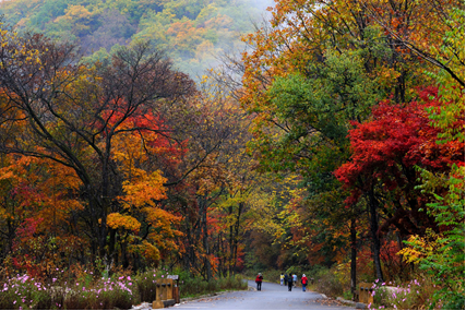 Let the world take a deep breath: Benxi sends out the invitation for " maple admiring" to the world