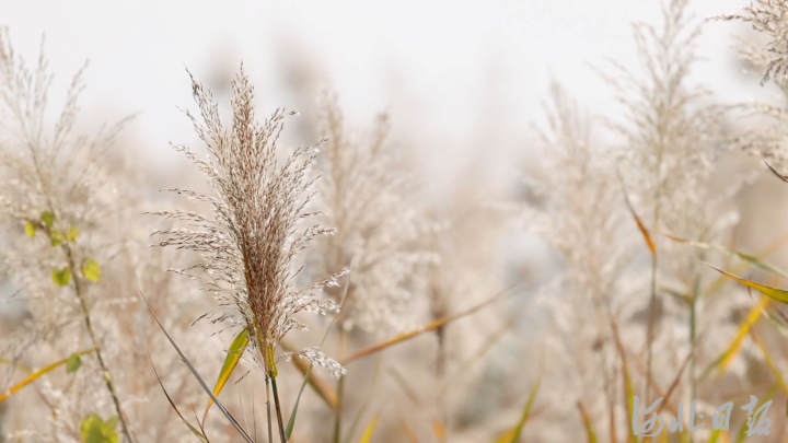 【中首图】河北邯郸：风吹芦苇千层浪