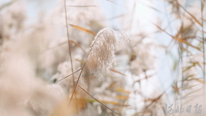 【中首图】河北邯郸：风吹芦苇千层浪