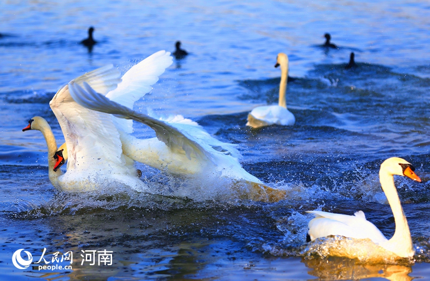 河南郑州：冬日暖阳天鹅舞