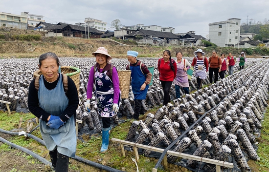 （供稿）贵州思南：加快推动农业现代化 助力乡村全面振兴_fororder_檬子树村木耳采收