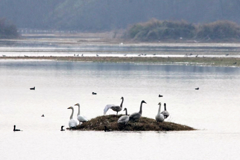 南阳市内乡县：湿地生态美 百鸟舞翩跹_fororder_内乡县湍河湿地里的天鹅 摄影 李志来