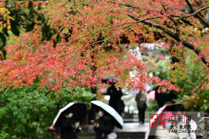 杭州：烟雨西湖“枫”景独好_fororder_1670156120535_638c8f58159bb86fa99174a2