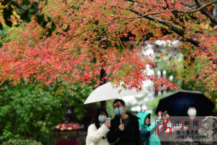 杭州：烟雨西湖“枫”景独好_fororder_1670156120541_638c8f58159bb86fa99174a3