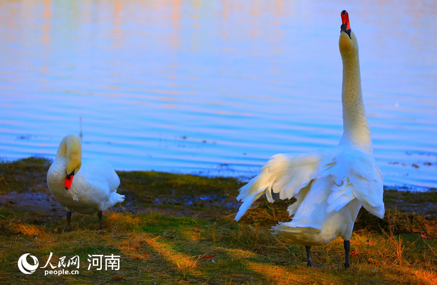 河南郑州：冬日暖阳天鹅舞