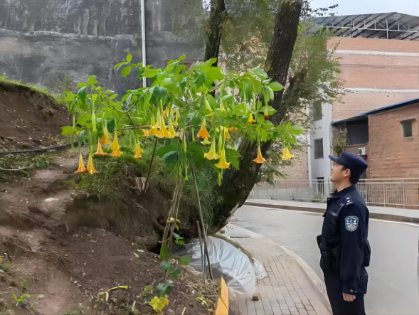 【原创】重庆万州民警处理一株有毒植物_fororder_1