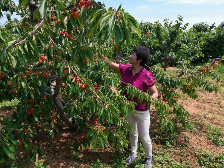 大连甜樱桃入选国家重要特色物种育种联合攻关名录