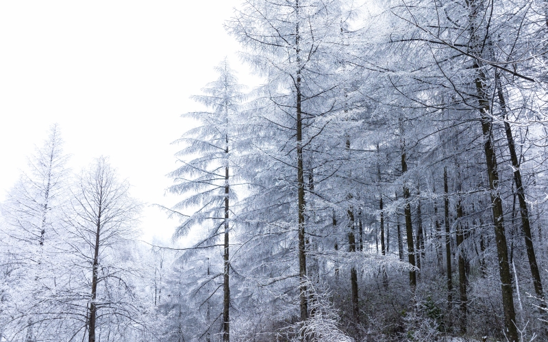 湖北建始：飞瞰林场初雪